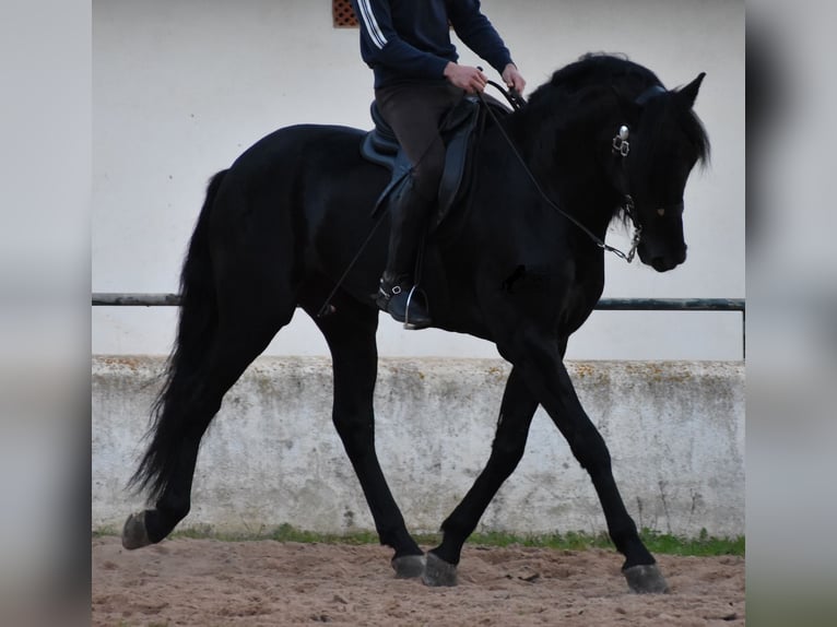 Menorcaanse Hengst 4 Jaar 164 cm Zwart in Menorca