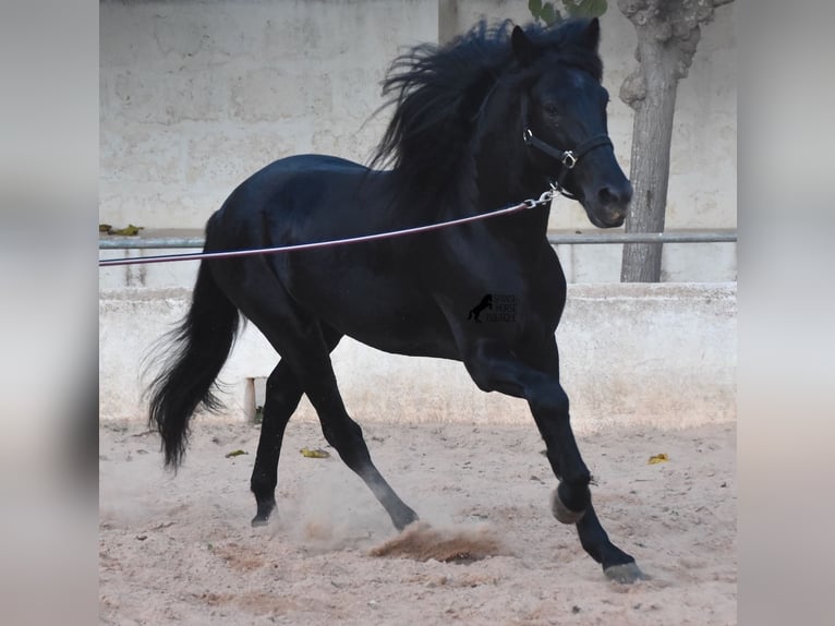 Menorcaanse Hengst 4 Jaar 164 cm Zwart in Menorca