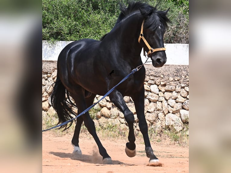 Menorcaanse Hengst 4 Jaar 165 cm Zwart in Menorca