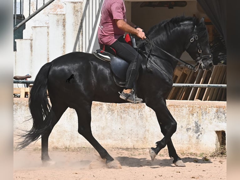 Menorcaanse Hengst 4 Jaar 165 cm Zwart in Menorca