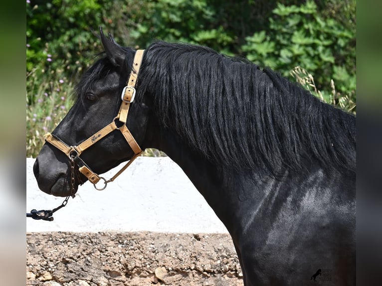 Menorcaanse Hengst 4 Jaar 165 cm Zwart in Menorca