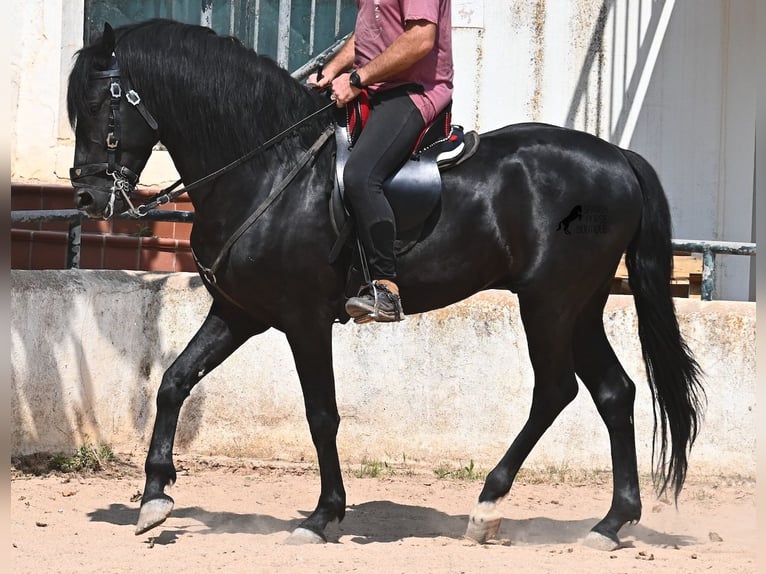 Menorcaanse Hengst 4 Jaar 165 cm Zwart in Menorca