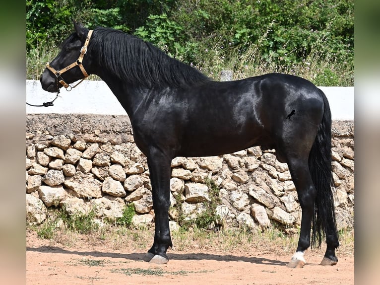 Menorcaanse Hengst 4 Jaar 165 cm Zwart in Menorca