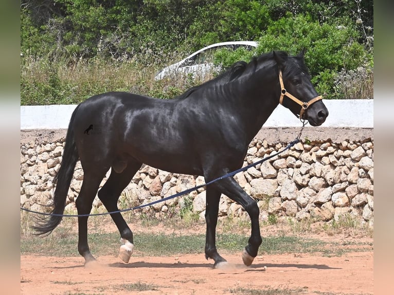 Menorcaanse Hengst 4 Jaar 165 cm Zwart in Menorca