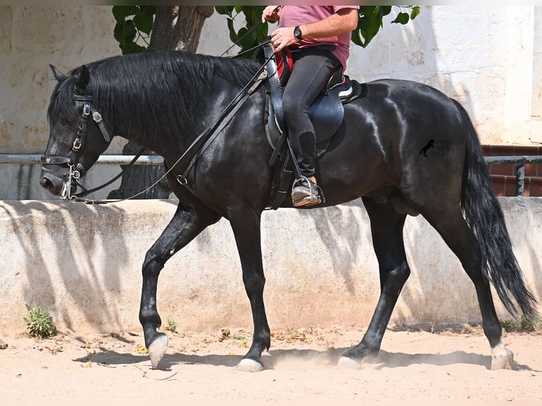 Menorcaanse Hengst 4 Jaar 165 cm Zwart in Menorca