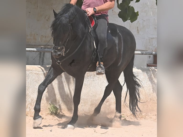 Menorcaanse Hengst 4 Jaar 165 cm Zwart in Menorca