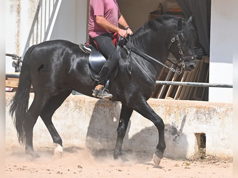 Menorcaanse Hengst 4 Jaar 165 cm Zwart in Menorca