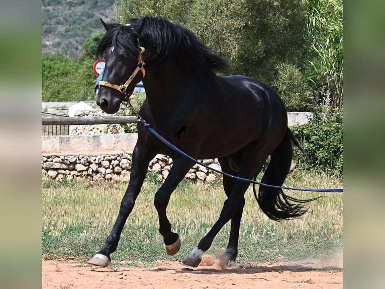 Menorcaanse Hengst 4 Jaar 165 cm Zwart in Menorca