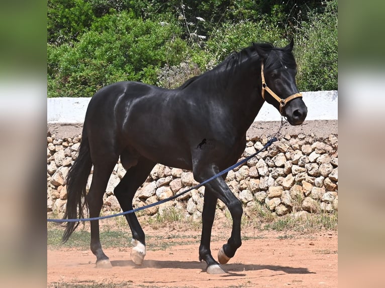 Menorcaanse Hengst 4 Jaar 165 cm Zwart in Menorca