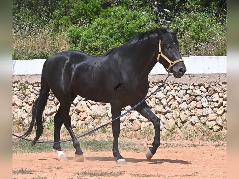 Menorcaanse Hengst 4 Jaar 165 cm Zwart in Menorca