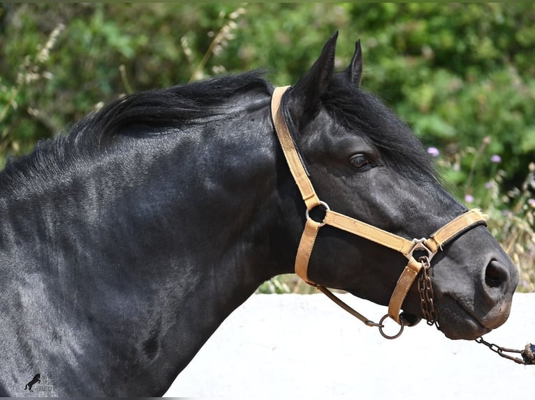 Menorcaanse Hengst 4 Jaar 165 cm Zwart in Menorca