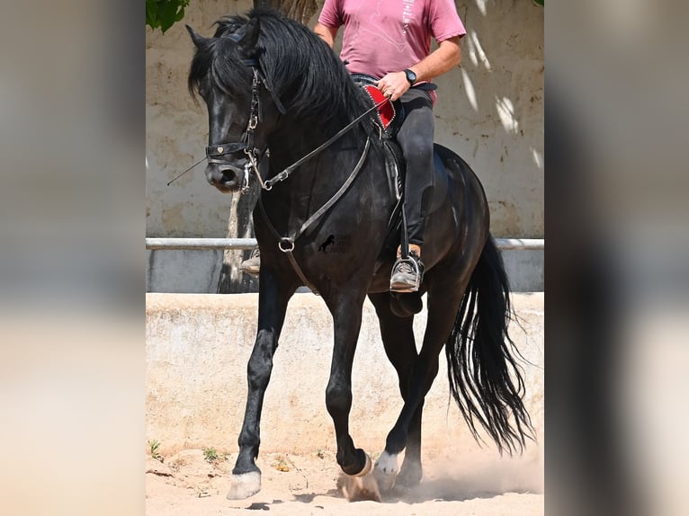 Menorcaanse Hengst 4 Jaar 165 cm Zwart in Menorca