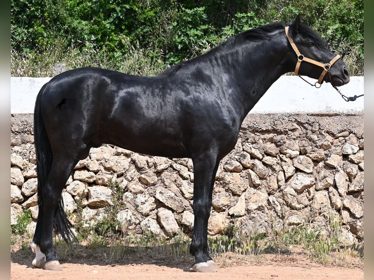 Menorcaanse Hengst 4 Jaar 165 cm Zwart in Menorca