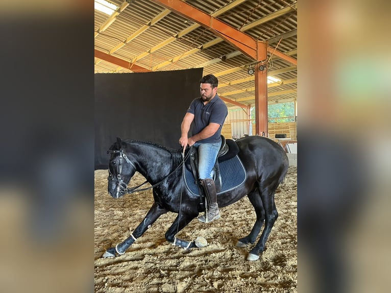 Menorcaanse Hengst 5 Jaar 160 cm Zwart in Fleurance