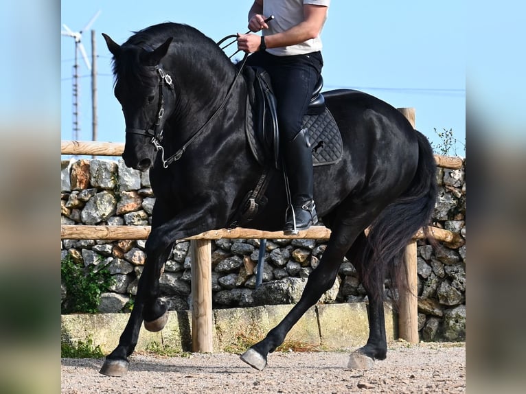 Menorcaanse Hengst 5 Jaar 162 cm  in Menorca