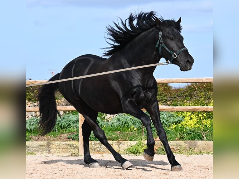 Menorcaanse Hengst 5 Jaar 162 cm  in Menorca