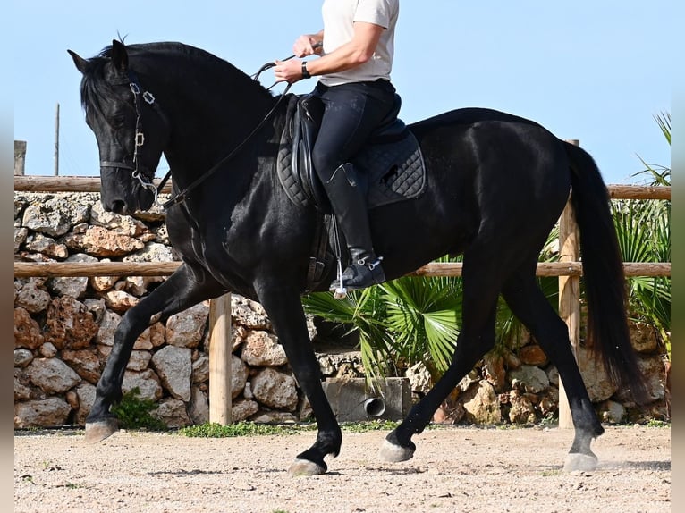 Menorcaanse Hengst 5 Jaar 162 cm  in Menorca
