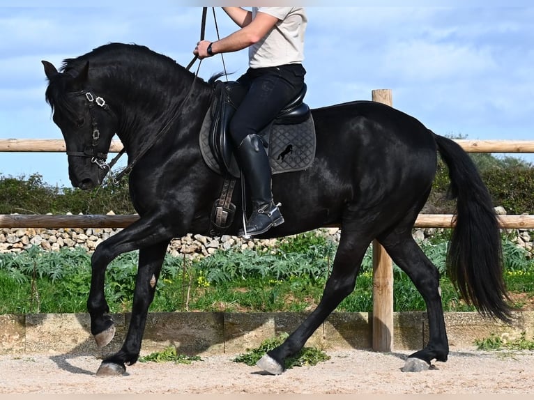 Menorcaanse Hengst 5 Jaar 162 cm  in Menorca