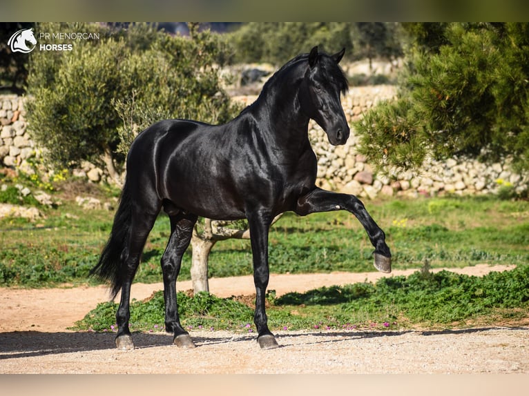 Menorcaanse Hengst 5 Jaar 162 cm Zwart in Menorca