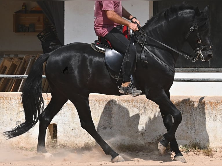 Menorcaanse Hengst 5 Jaar 165 cm Zwart in Menorca