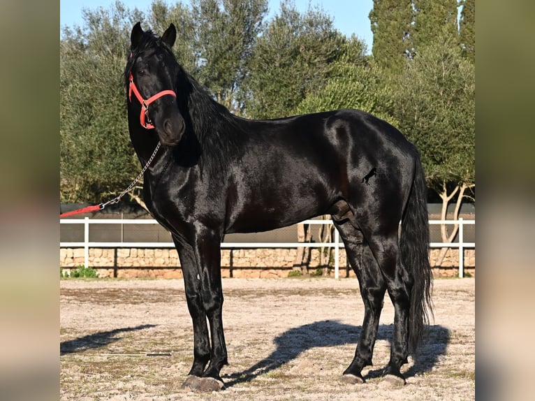 Menorcaanse Hengst 5 Jaar 169 cm Zwart in Mallorca