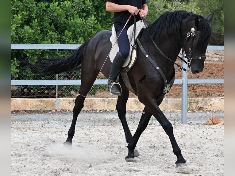 Menorcaanse Hengst 5 Jaar 169 cm Zwart in Mallorca