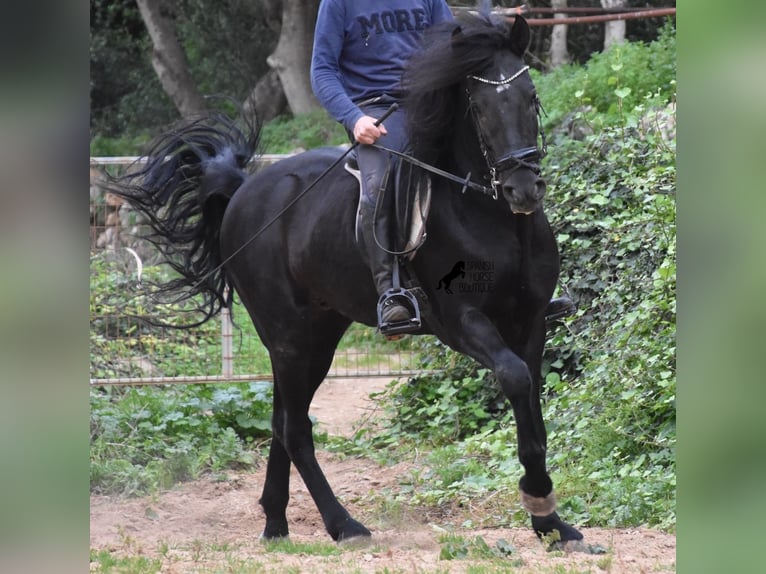 Menorcaanse Hengst 6 Jaar 159 cm Zwart in Menorca