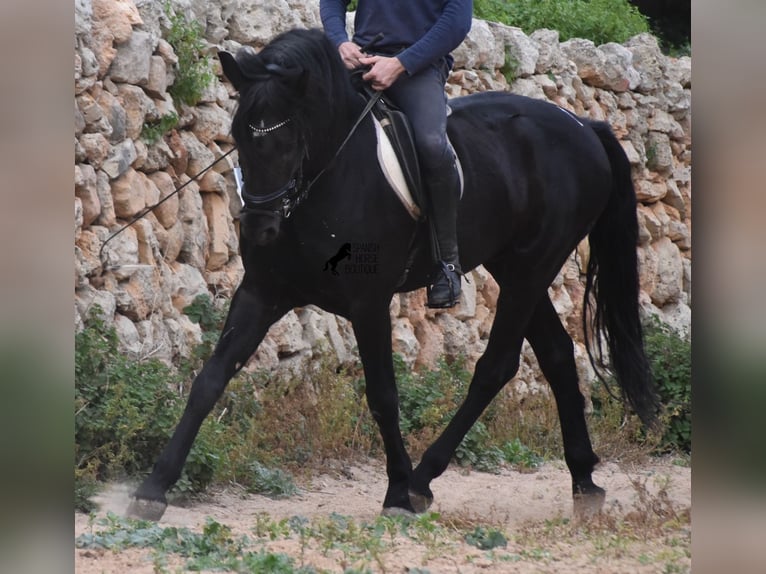 Menorcaanse Hengst 6 Jaar 159 cm Zwart in Menorca