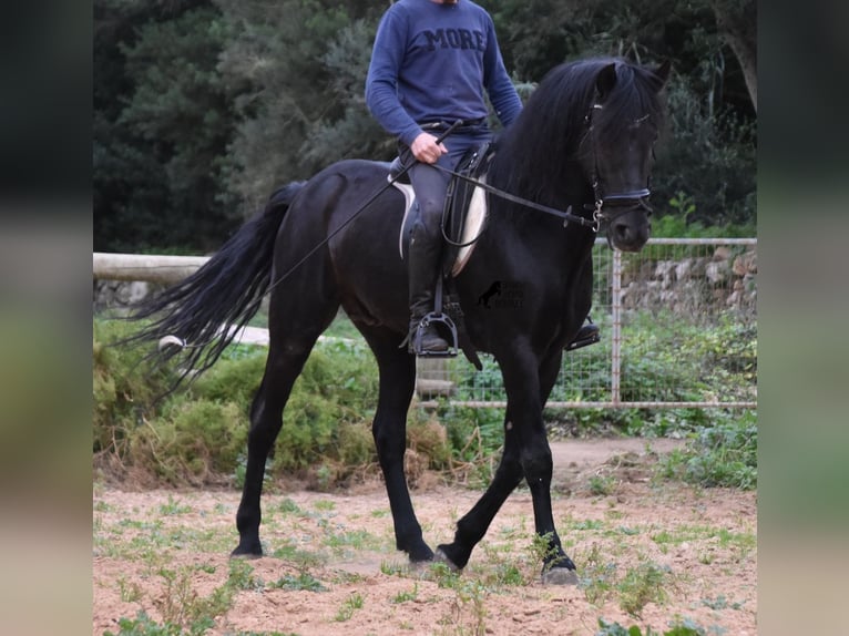 Menorcaanse Hengst 6 Jaar 159 cm Zwart in Menorca