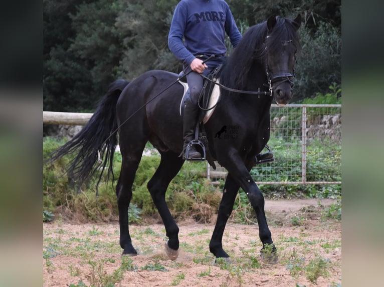 Menorcaanse Hengst 6 Jaar 159 cm Zwart in Menorca