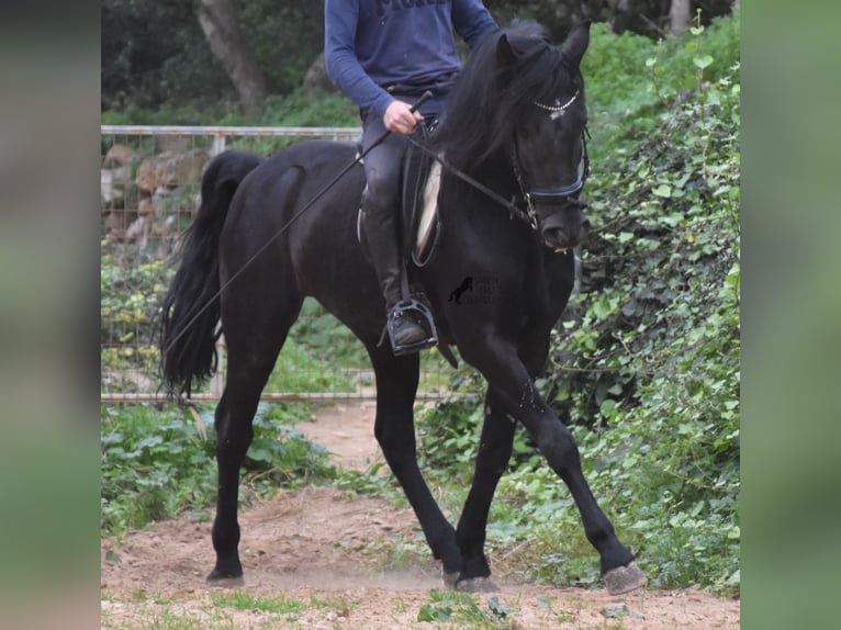 Menorcaanse Hengst 6 Jaar 159 cm Zwart in Menorca