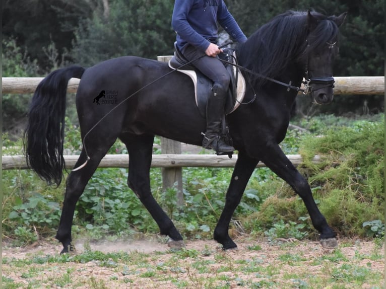 Menorcaanse Hengst 6 Jaar 159 cm Zwart in Menorca