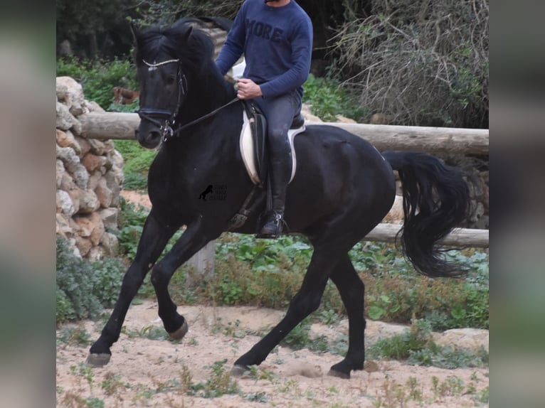 Menorcaanse Hengst 6 Jaar 159 cm Zwart in Menorca