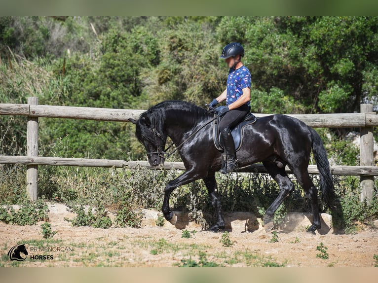 Menorcaanse Hengst 6 Jaar 160 cm Zwart in Menorca