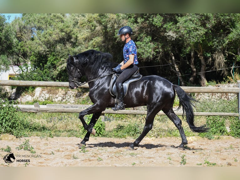 Menorcaanse Hengst 6 Jaar 160 cm Zwart in Menorca