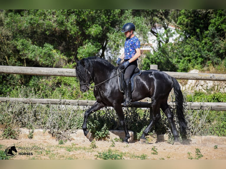 Menorcaanse Hengst 6 Jaar 160 cm Zwart in Menorca