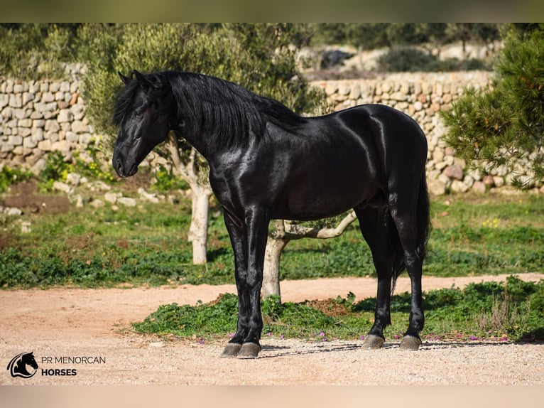 Menorcaanse Hengst 6 Jaar 162 cm Zwart in Menorca