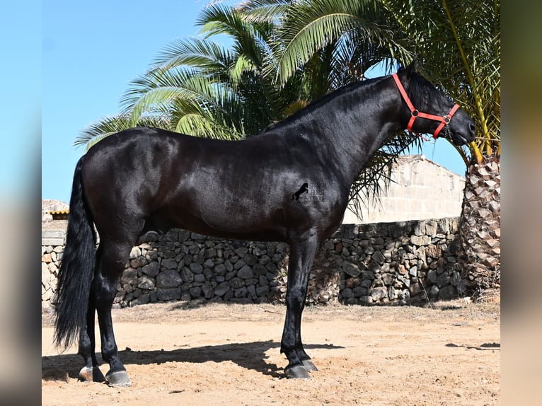 Menorcaanse Hengst 6 Jaar 164 cm Zwart in Menorca