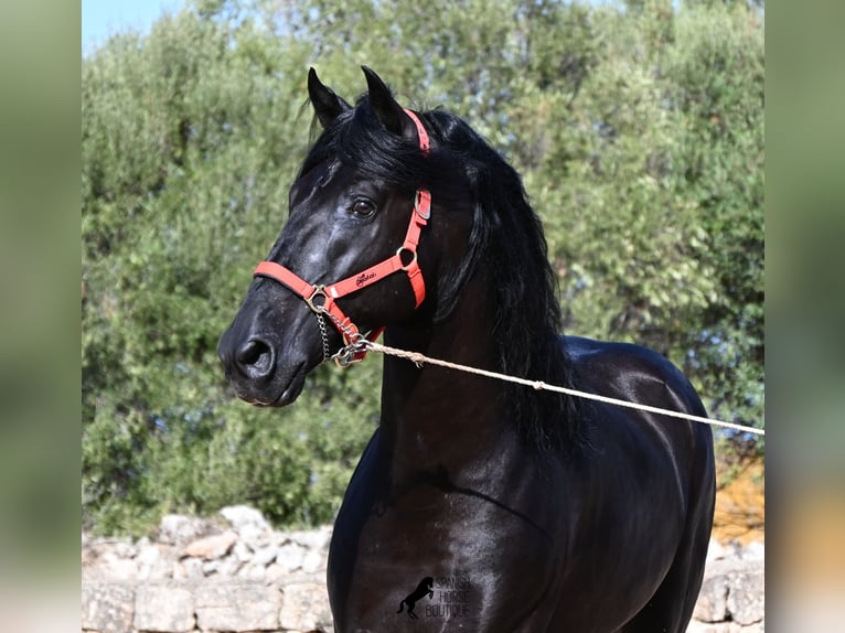 Menorcaanse Hengst 6 Jaar 164 cm Zwart in Menorca