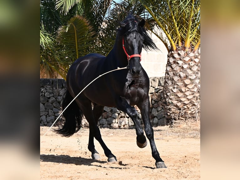 Menorcaanse Hengst 6 Jaar 164 cm Zwart in Menorca