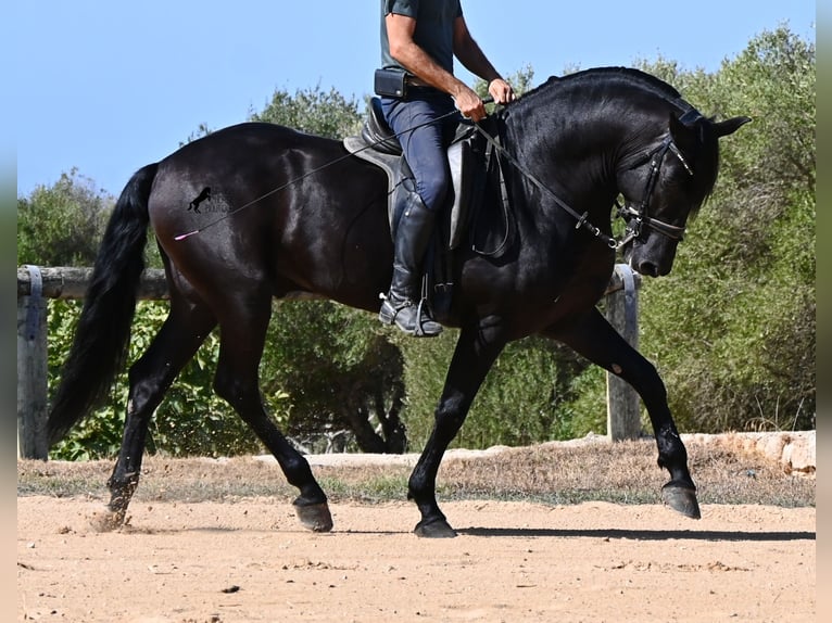 Menorcaanse Hengst 6 Jaar 164 cm Zwart in Menorca