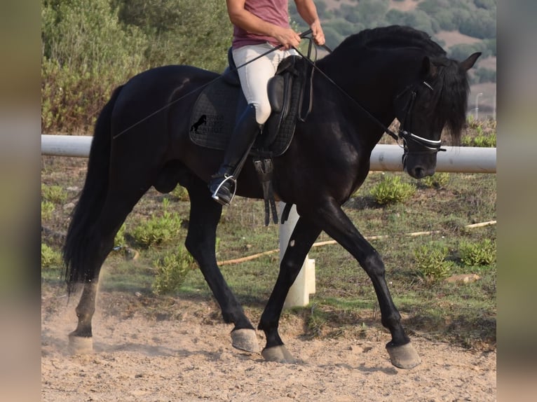 Menorcaanse Hengst 6 Jaar 169 cm Zwart in Menorca