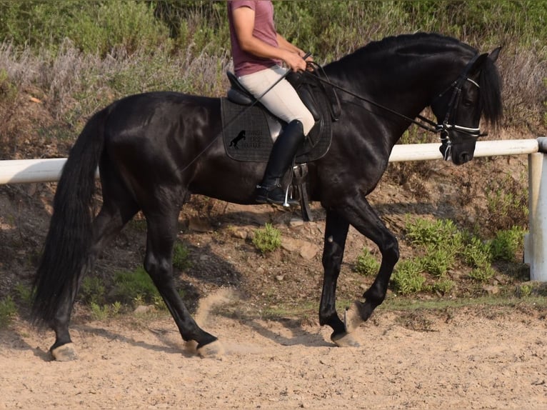 Menorcaanse Hengst 6 Jaar 169 cm Zwart in Menorca