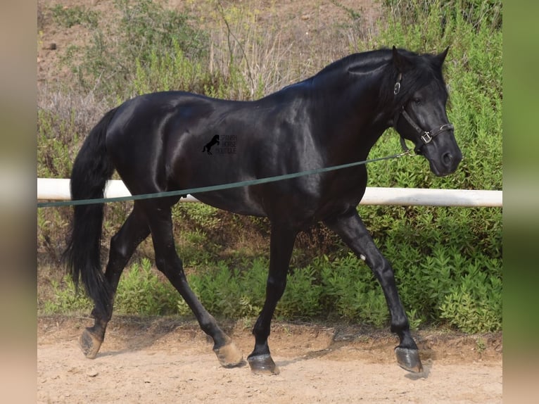 Menorcaanse Hengst 6 Jaar 169 cm Zwart in Menorca