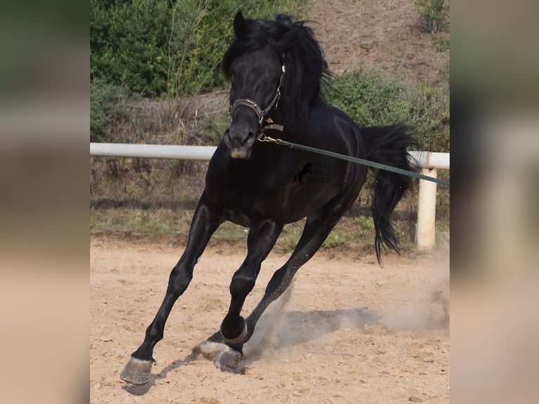 Menorcaanse Hengst 6 Jaar 169 cm Zwart in Menorca