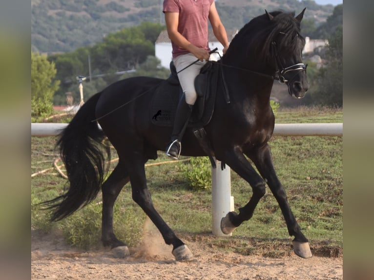 Menorcaanse Hengst 6 Jaar 169 cm Zwart in Menorca