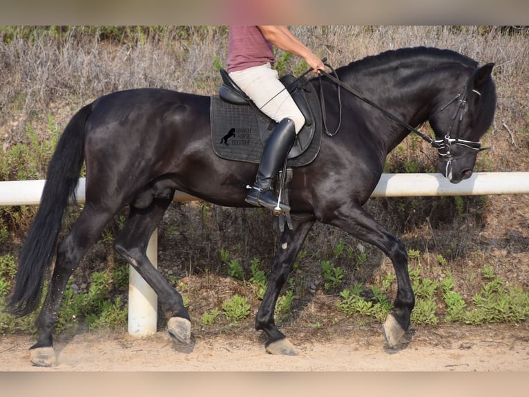 Menorcaanse Hengst 6 Jaar 169 cm Zwart in Menorca