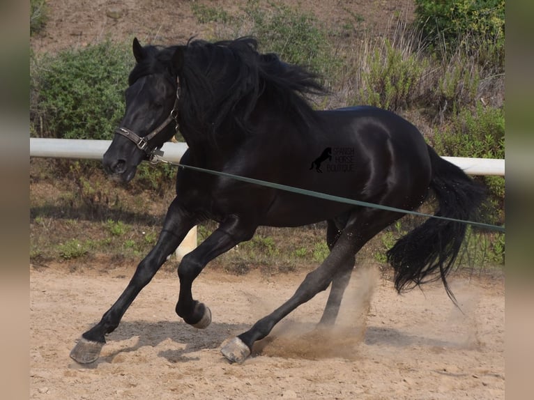 Menorcaanse Hengst 6 Jaar 169 cm Zwart in Menorca