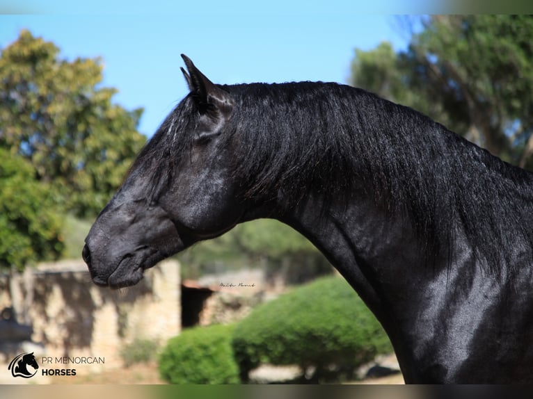 Menorcaanse Hengst 7 Jaar 160 cm Zwart in Menorca