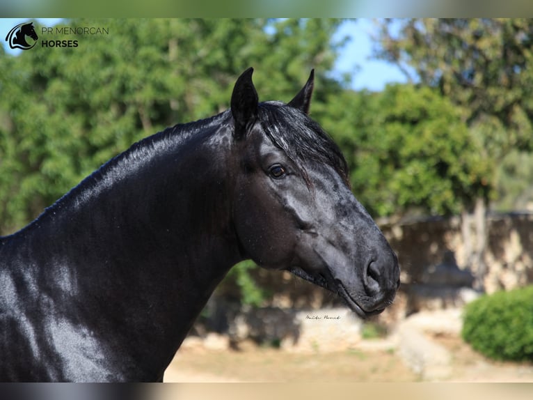 Menorcaanse Hengst 7 Jaar 160 cm Zwart in Menorca